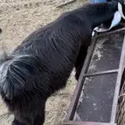 تيس ذبيحه