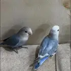 طيور روز للبيع