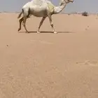 لقحه طيبه لها في القاح7شهور ولحقه علا فحل منتج