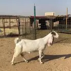 عنز مطورة مضرع
