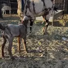 عنز والد معه جفره