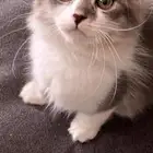 قطه سكوتش العمر 4 شهور