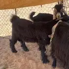 عنز معها تيسين