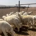 خرفان حريات طيبه