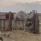 حشو مفاريد قعدان