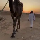 رحول للبل