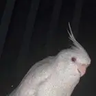 كروان لبينو ضايع من ثمان شهور