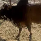 سبعه حسلان بلدي سمان   ثور