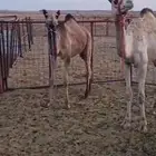 حشو واحد مكنسل واحد تحت انه