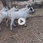 تيوس فل شحم