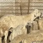 تم البيع