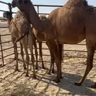 بكره صفرا شعلا