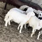 طليان حجريات