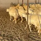 غنم حريات صنف الصنف جروم حرش مراح واحد العدد 100 بلفحل