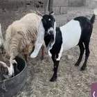 معزا للبيع