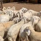 للبيع طليان و رخال جمله و تفريد
