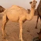 بكره وضحا لبيع