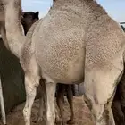 حاشي بلدي على الحليب حق زواج ومناسبات