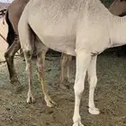 للبيع قعدان ناهيه و على حليب
