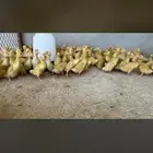 صيصان بط بكيني