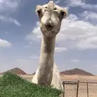 ناقه