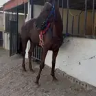 فرس انجليزيه