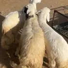 خرفات كرامات فل الفل