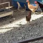 دجاج بلدي شرط