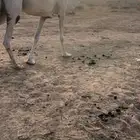 عشرا وضحا كفووو الكفوو