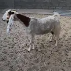 مشروكه داافع