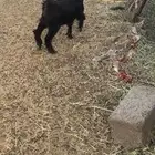 العناق . راحت