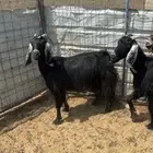معزا طيبات