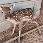 رفحاء
