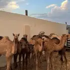 للبيع حشو طيبات العدد11 6 قعدان 5 بكار