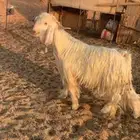 تيس عارضي