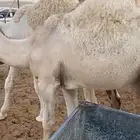 قعدان سمان وعلى حليب امهاتها