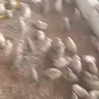 طيور سمان للبيع
