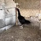 دجاجه سنديه