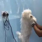 كلب مالتيز ذكر