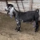 عنز عارضيه طيبه