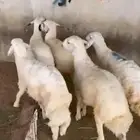 خرفان للبيع