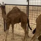 قعدان للبيع