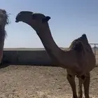 للبيع قعود رماني فحل طيب