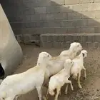 ضان متابيع