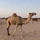 ناقه خلفه
