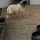 طلي نعيمي للبيع ظهر وطرف