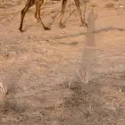عشرا صفرا وعلى اضراب
