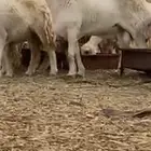 فحل صنف الصنف حري