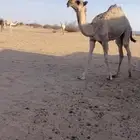 بكر