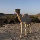 ناقه اركه للبيع